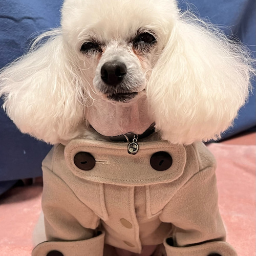 犬服コート ウール 一点もの ダッフルコート ペット服・アクセサリー