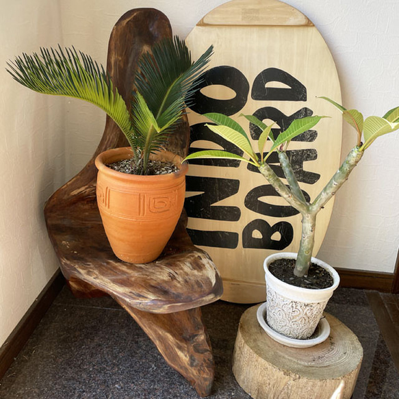流木インテリア 一枚板の天然流木スタンド 流木インテリア 花台 プランター 流木オブジェ 流木インテリア