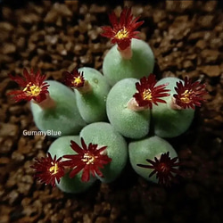 conophytum Don Juan 種子 10粒 多肉植物 GummyBlue 通販 14906923