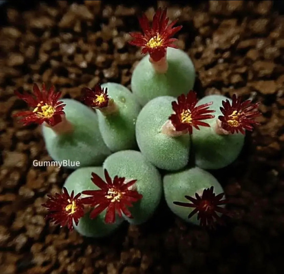 Conophytum wettsteinii（ぽってり唇タイプ） SHP15693 Conophytum