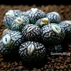 コノフィツム ピクツラツム CKF-2 種子 10粒 多肉植物 GummyBlue