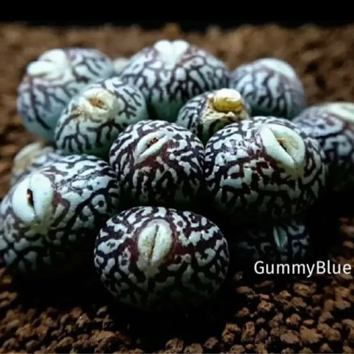 Conophytum wittbergense klipfontein 種子10粒 多肉植物 GummyBlue