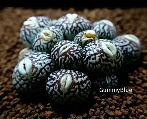 Conophytum wittbergense klipfontein 種子10粒 多肉植物 GummyBlue