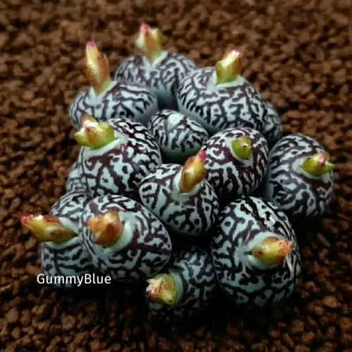 Conophytum wittbergense klipfontein 種子10粒 多肉植物 GummyBlue