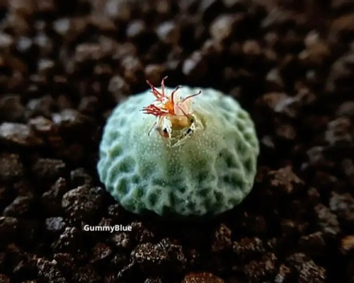 コノフィツム　種子　50種類セット　各種１０粒ずつ コノフィツム・カラフル4種 セット| 種・苗・ガーデニング用品の