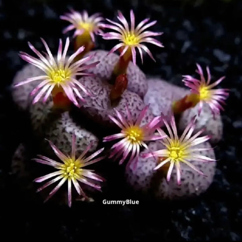 コノフィツム オブコルデルム セレシアヌム 種子 10粒 多肉植物