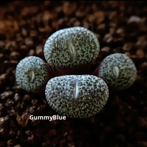 コノフィツム オブコルデルム セレシアヌム 種子 10粒 多肉植物