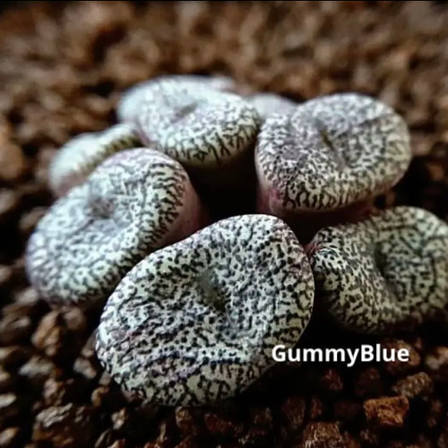 コノフィツム オブコルデルム セレシアヌム 種子 10粒 多肉植物