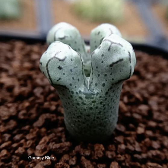 コノフィツム　種子30種類　10粒ずつセット 種10粒 コノフィツム ミヌツム ミニツム 群碧玉 多肉植物 | たに