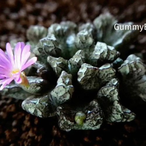 コノフィツム ツリゲルム 大型 種子 10粒 多肉植物 GummyBlue 通販