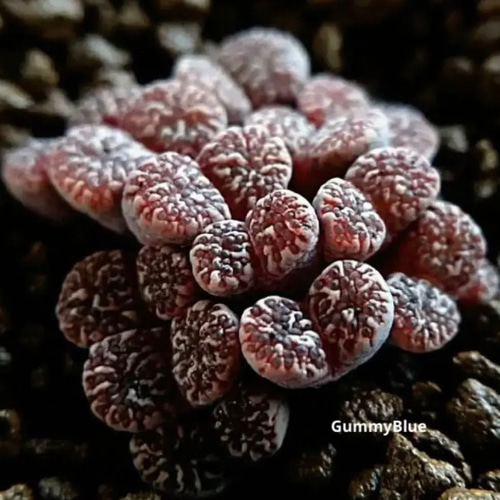 コノフィツム ペルシダム レッド 種子30粒 多肉植物 GummyBlue