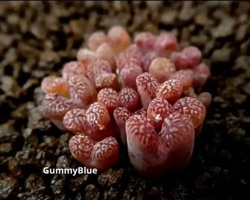 c2cbc86bf93b86ed4ce6f710a13915