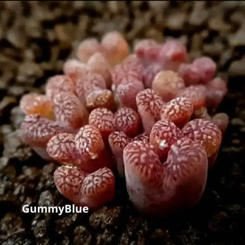 (発芽確認済み)コノフィツム　ペルシダム系　108種類セット　10粒ずつ isla del pescado - Conophytum pellucidum ssp. 'argent