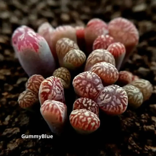 コノフィツム ペルシダム レッド 種子30粒 多肉植物 GummyBlue