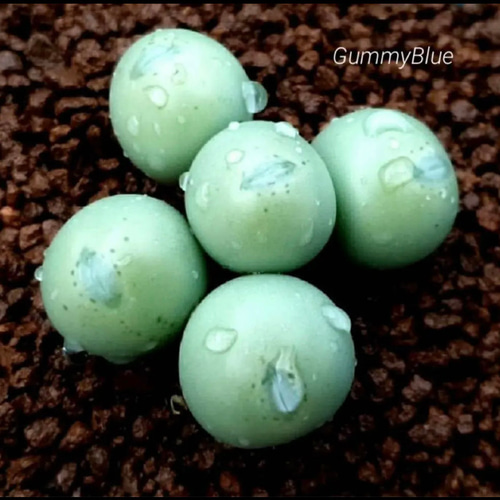 コノフィツム グロボーサム 種子20粒 多肉植物 GummyBlue 通販