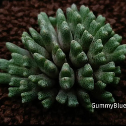 コノフィツム ピクツラツム CKF-2 多肉植物 コノフィツム ピクツラツム CKF－2