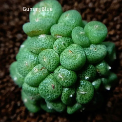 コノフィツム ピクツラツム CKF-2 種子 10粒 多肉植物 GummyBlue