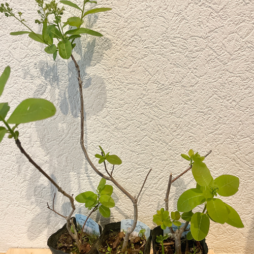 全5苗 スモークツリー 苗 苗木 雌株