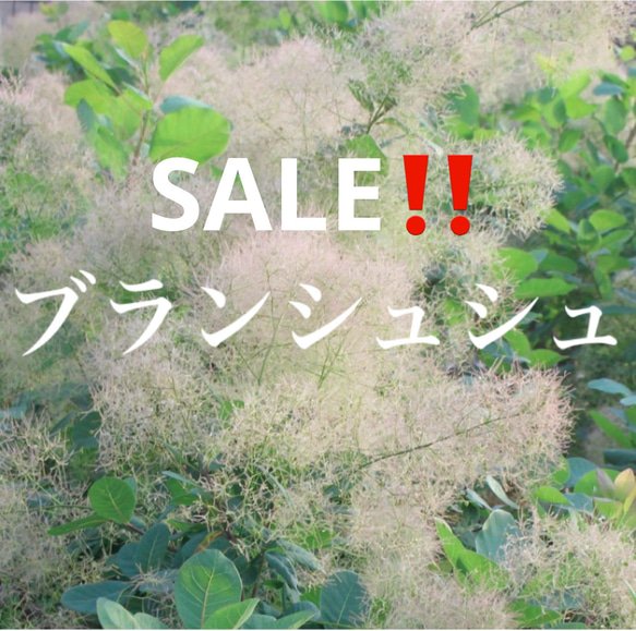 スモークツリー 苗 ブランシュシュ 苗木 雌株 ドライフラワー 森 スモークツリー 苗 ブランシュシュ 苗木 雌株 ドライフラワー 森