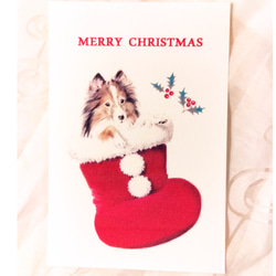 選べるポストカード３枚セット　NO.２３　わんこのイラストのクリスマスカード（シェルティ・サンタブーツ） 2枚目の画像