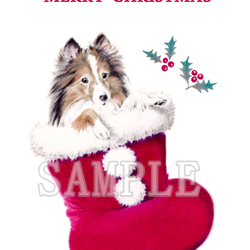 選べるポストカード３枚セット　NO.２３　わんこのイラストのクリスマスカード（シェルティ・サンタブーツ） 1枚目の画像