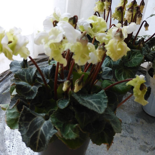 ガーデンシクラメン 森の妖精 その他インテリア雑貨 アイビー 通販