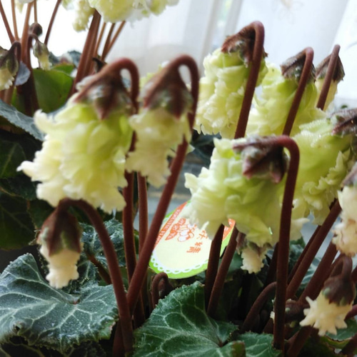 ガーデンシクラメン 森の妖精 その他インテリア雑貨 アイビー 通販