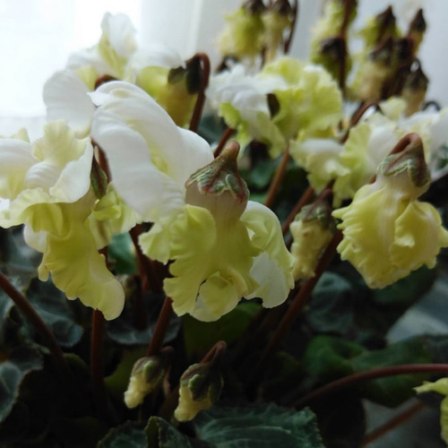 ガーデンシクラメン 森の妖精 その他インテリア雑貨 アイビー 通販