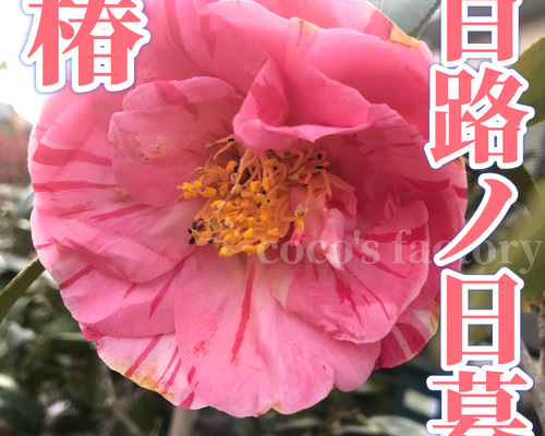 37c8f1db6faaeb209647fef55d64b6