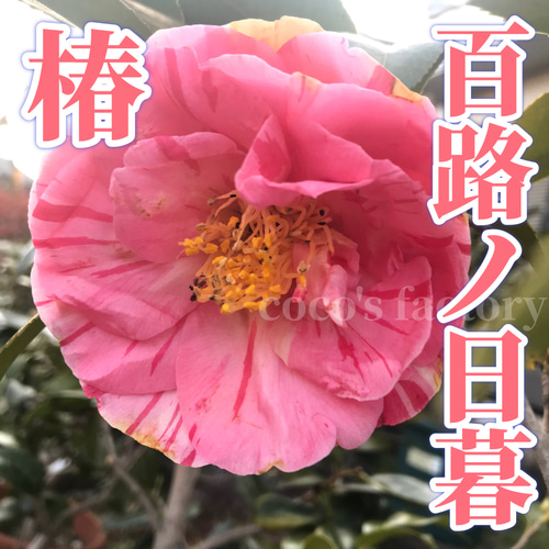 送料込】桃の花弁に紅白絞りが可愛い♡八重咲き日本椿♡百路ノ
