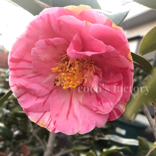 送料込】桃の花弁に紅白絞りが可愛い♡八重咲き日本椿♡百路ノ日暮