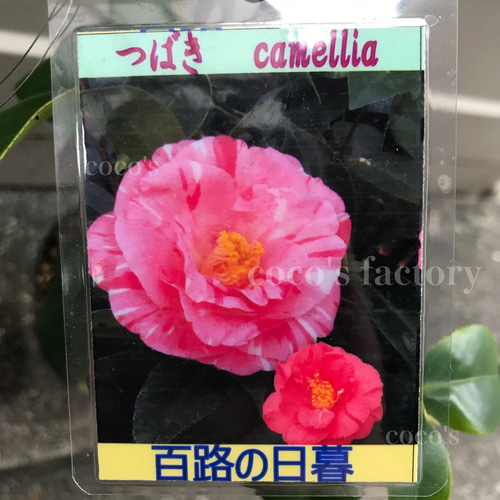 送料込】桃の花弁に紅白絞りが可愛い♡八重咲き日本椿♡百路ノ日暮