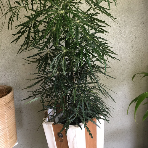 白木の天然木鉢カバー おしゃれ 植木鉢 アトリエ 角 22cm ホワイト 6リットル 鉢カバー