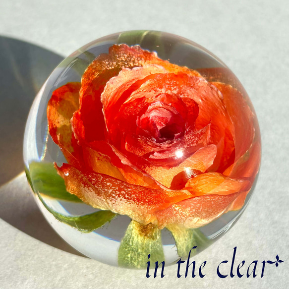 植物標本　薔薇　オレンジ　レジン　５センチ球体 1枚目の画像
