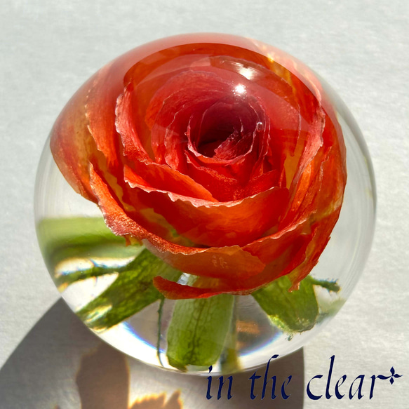 植物標本　薔薇　オレンジ　レジン　５センチ球体 2枚目の画像
