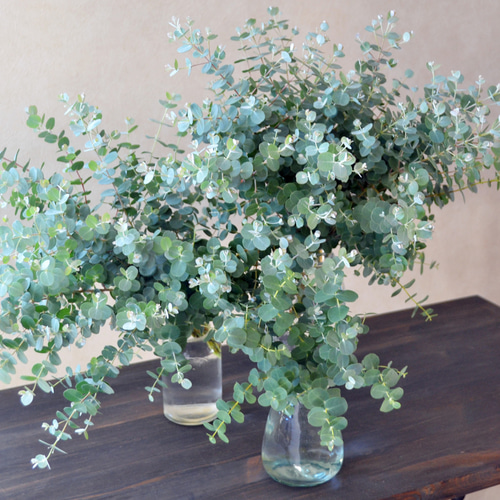 フレッシュ/ユーカリ/グニー/ドライフラワー用/ハンドメイド/無農薬