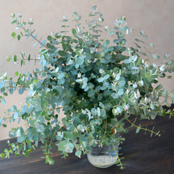 ✾ ユーカリ ポポラス ✾ フレッシュ ✾ ドライ ✾ フレッシュ/ユーカリ/ポポラス/ドライフラワー用/ハンドメイド