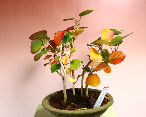 ハマボウ（盆栽持ち込み古い） 0aeafd058e68788d8495ad799130ef