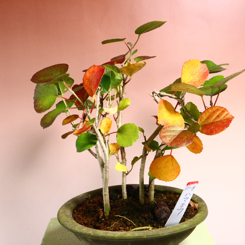 11-9 小品盆栽 5本立ち ハマボウ 盆栽 極 通販 14912347｜Creema