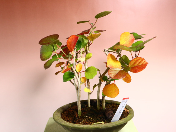 11-9 小品盆栽 5本立ち ハマボウ 盆栽 極 通販 14912347｜Creema