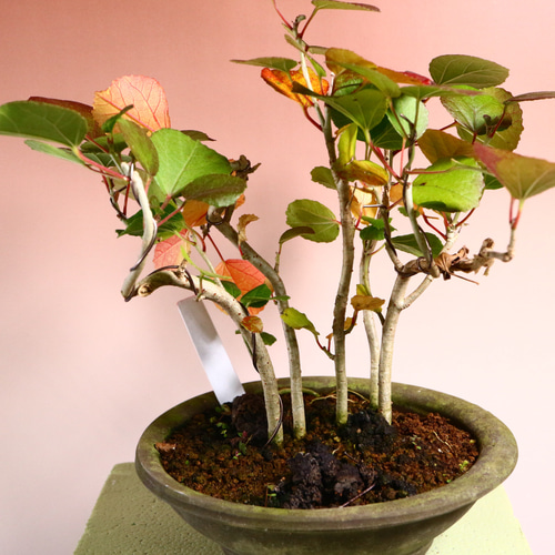 ハマボウ（盆栽持ち込み古い） ハマボウ（盆栽持ち込み古い） ハマボウ