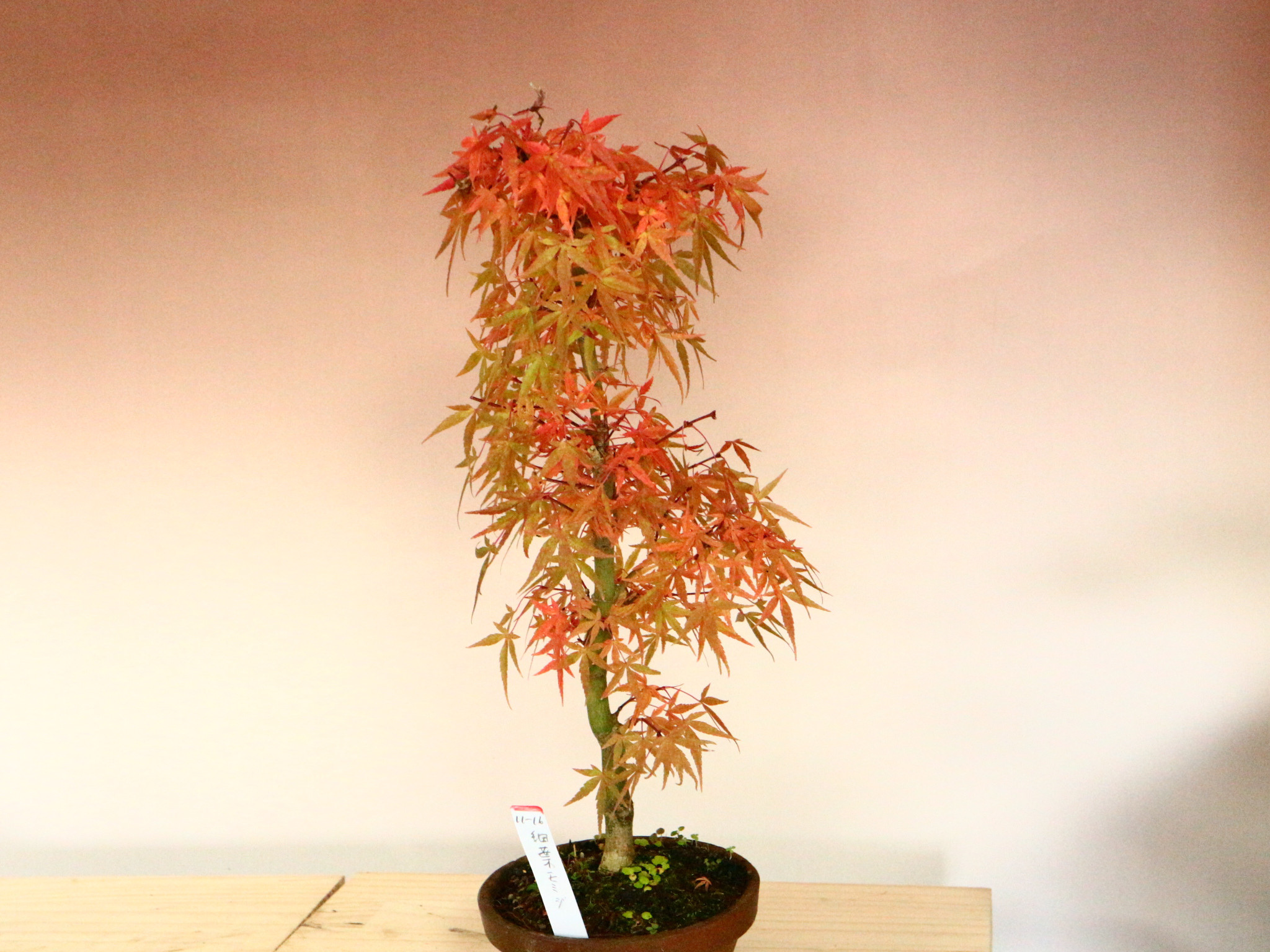 紅葉 モミジ 盆栽 中品 もみじ