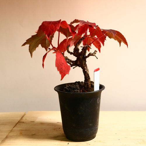 11-18 盆栽 ツタ 中 蔦 盆栽 極 通販 14912447｜Creema(クリーマ)