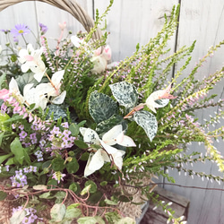 ガーデン おまかせ♪　旬のお花たっぷり！バスケット入り　季節のナチュラル寄せ植え　 3枚目の画像