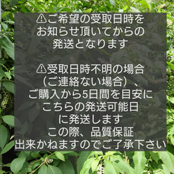 1pot）ハツユキカズラ　ジューンブライド  3号♪　 5枚目の画像