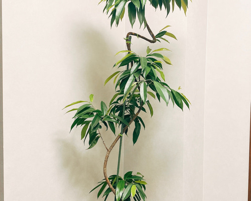 フィカス アムステルダムキング⭐️スパイラル⭐️大型約160cm白鉢 フィカス アムステルダムキング⭐️スパイラル⭐️大型約160cm白鉢