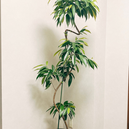 フィカス　アムステルダムキング　曲がり　鉢皿付き フィカス アムステルダムキング 曲がり 鉢皿付き