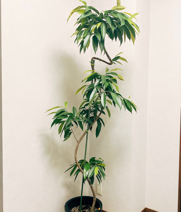 現品］ フィカス アムステルダムキング 観葉植物 大型 室内