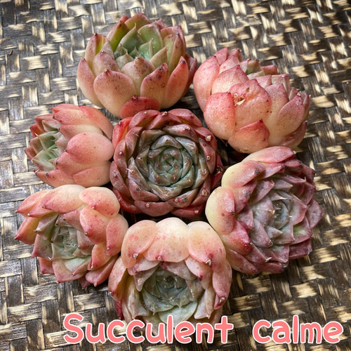 № 20☆シーゴッド☆韓国苗 新品種 多肉植物 カット苗 多肉植物