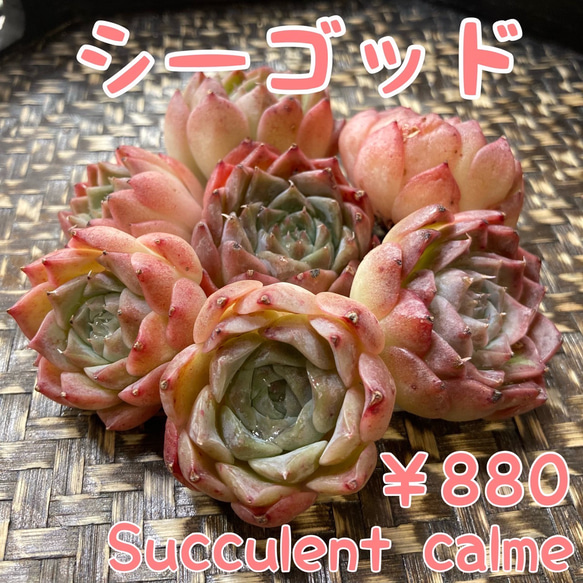 № 20☆シーゴッド☆韓国苗 新品種 多肉植物 カット苗 多肉植物